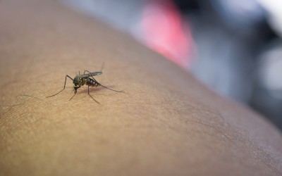 Sarandi mantém estabilidade nos casos de dengue e não registra novas confirmações nas últimas semanas